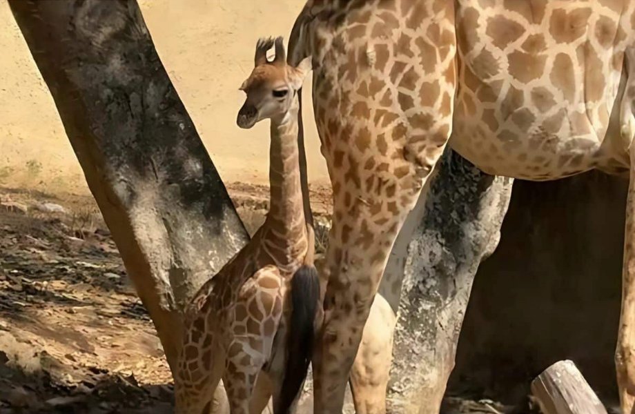 Join the Fun: Vote for the Baby Giraffe’s Name at Chiang Mai Zoo – Chiang Mai News – Thailand News, Travel & Forum